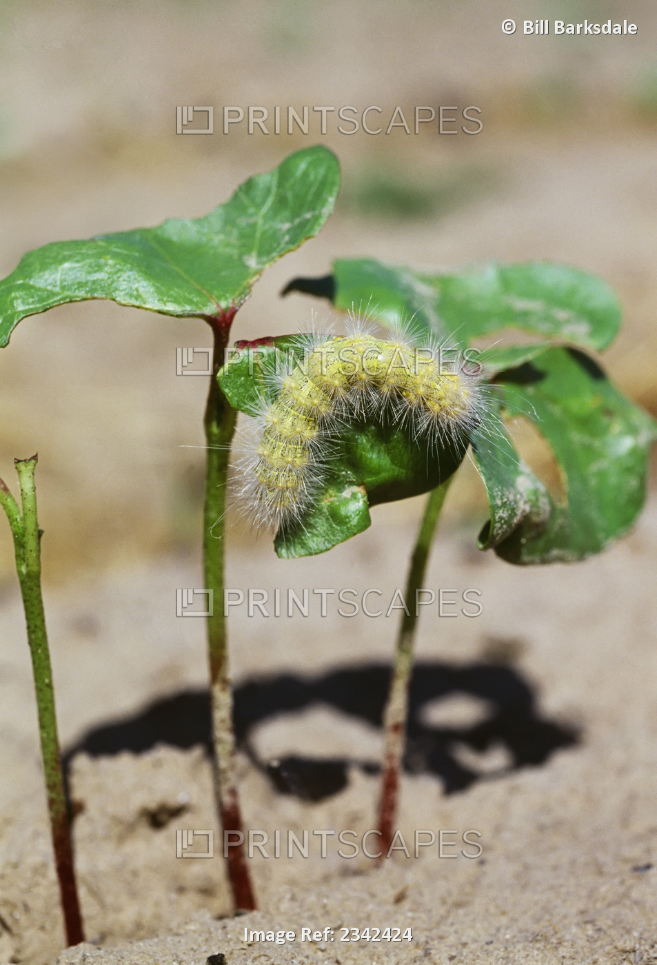 Agriculture - A Saltmarsh caterpillar larva feeding on a cotton seedling; ...