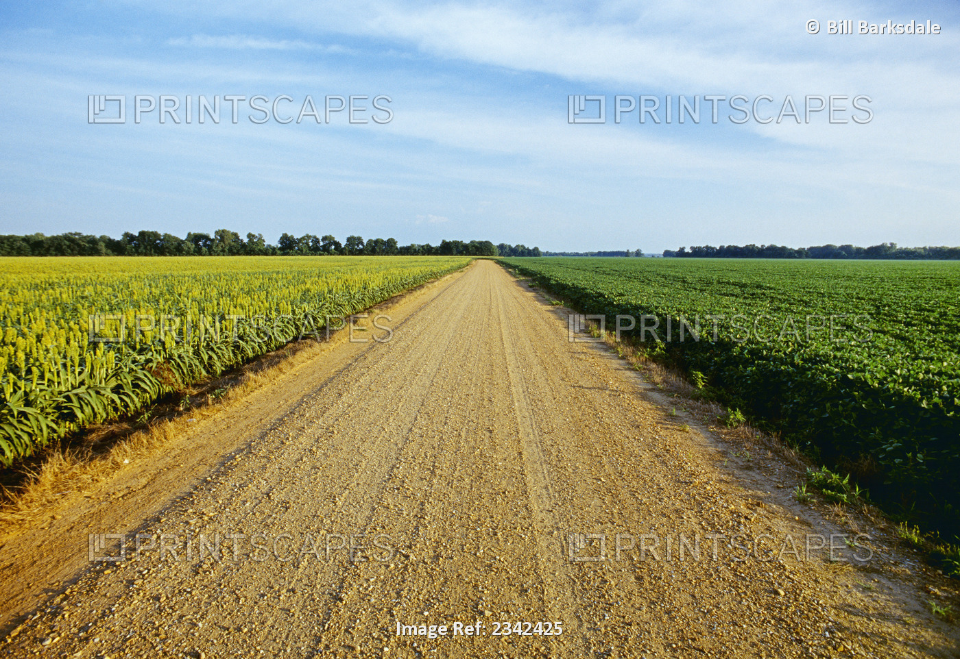 Agriculture - A gravel country road passes between fields of grain sorghum (l) ...