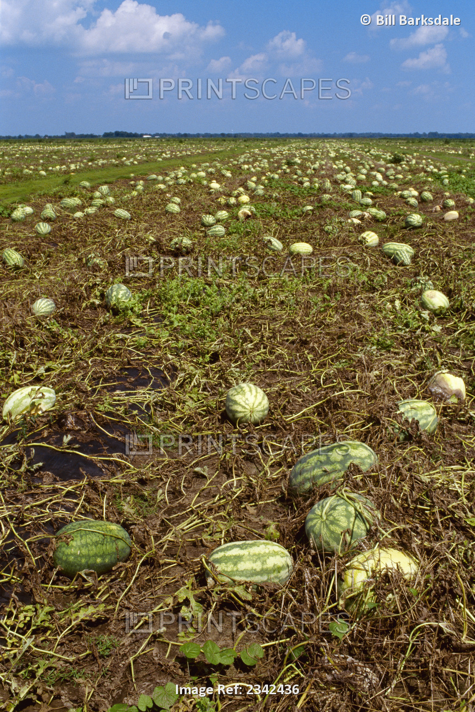 Agriculture - Watermelon crop ruined by a prolonged spell of rainy weather. ...