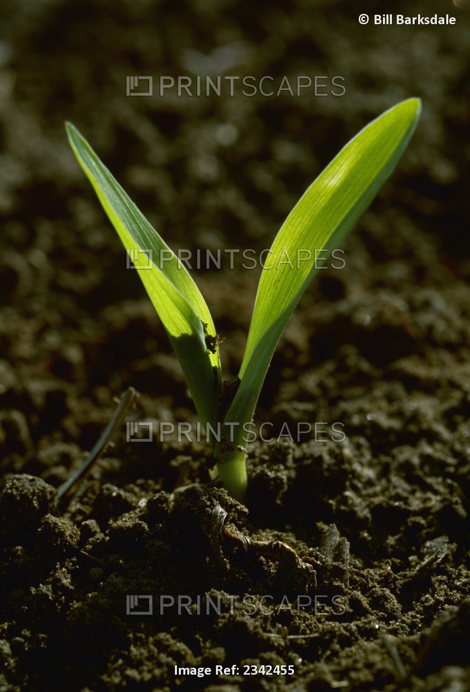 Agriculture - Closeup of a grain corn seedling in a conventionally tilled field ...