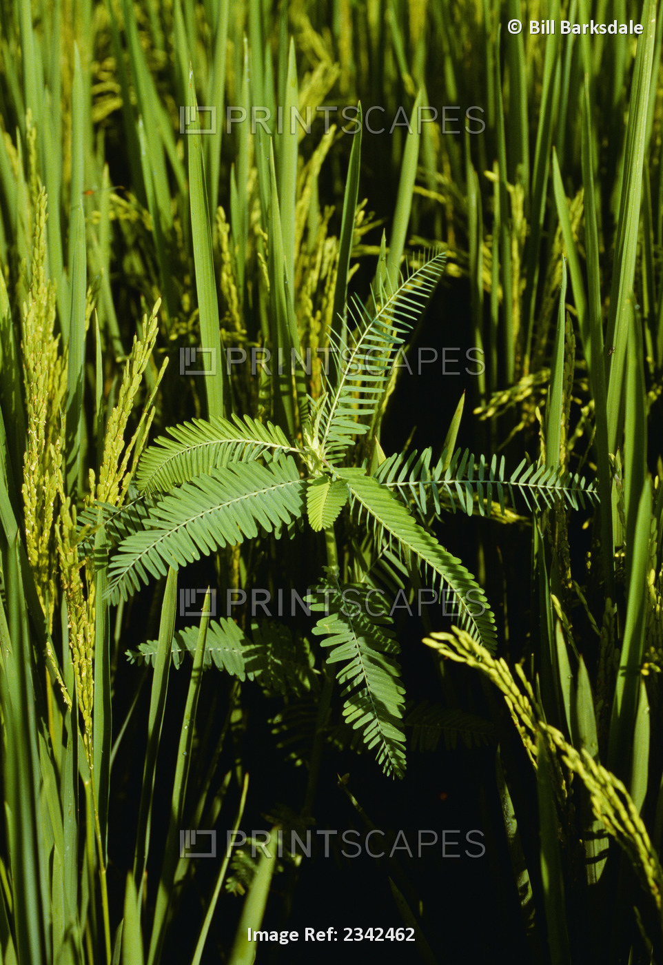 Agriculture - Weeds, Northern Jointvetch (Aeschynomene virginica), aka. ...