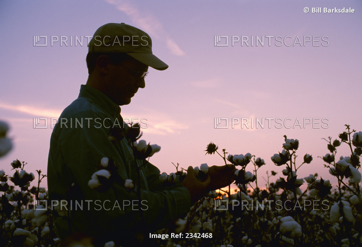 Agriculture - A farmer / grower inspects his mature cotton crop prior to ...