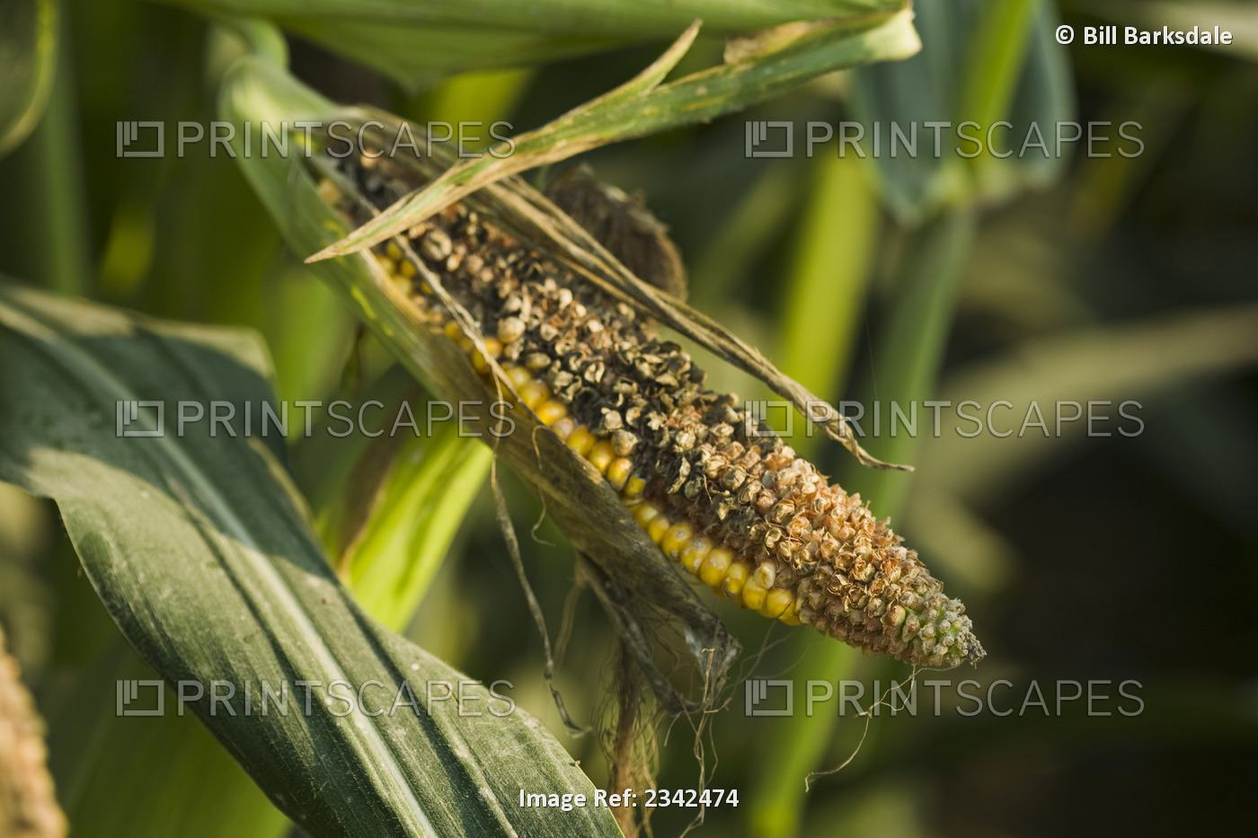 Agriculture - Crop damage; an ear of grain corn damaged by blackbirds / ...