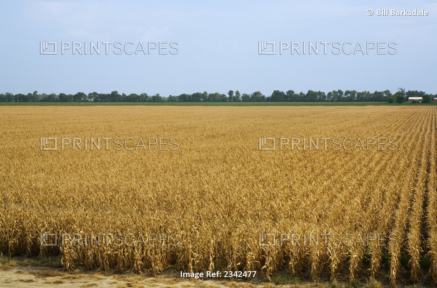 Agriculture - Mature grain corn field at harvest stage / Northeast Arkansas, ...