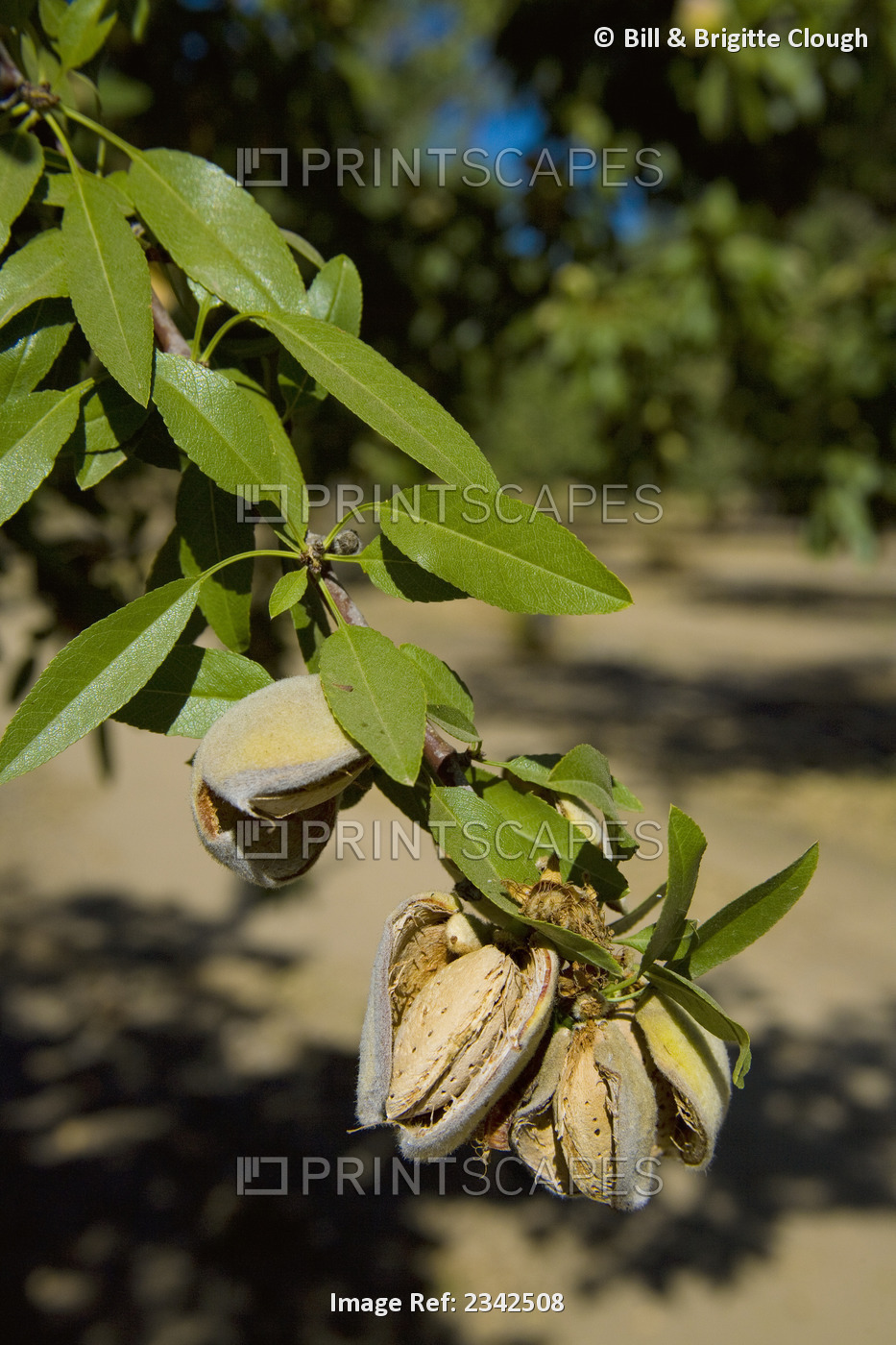 Agriculture- Almonds on tree with husks open and ready for harvest / near ...