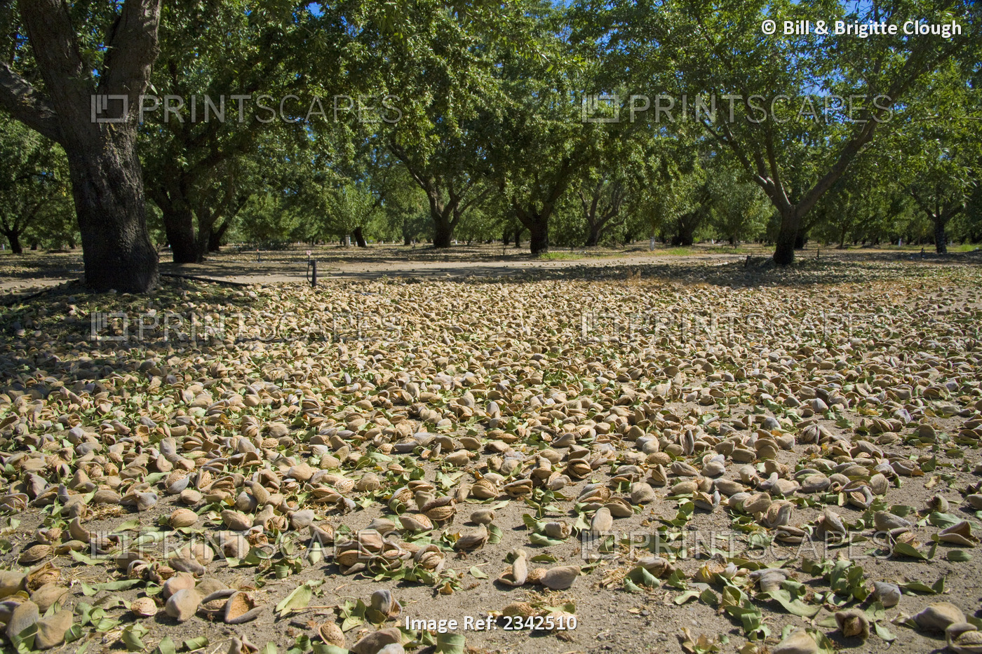 Agriculture- Mature almonds on the orchard floor after being shaken from the ...