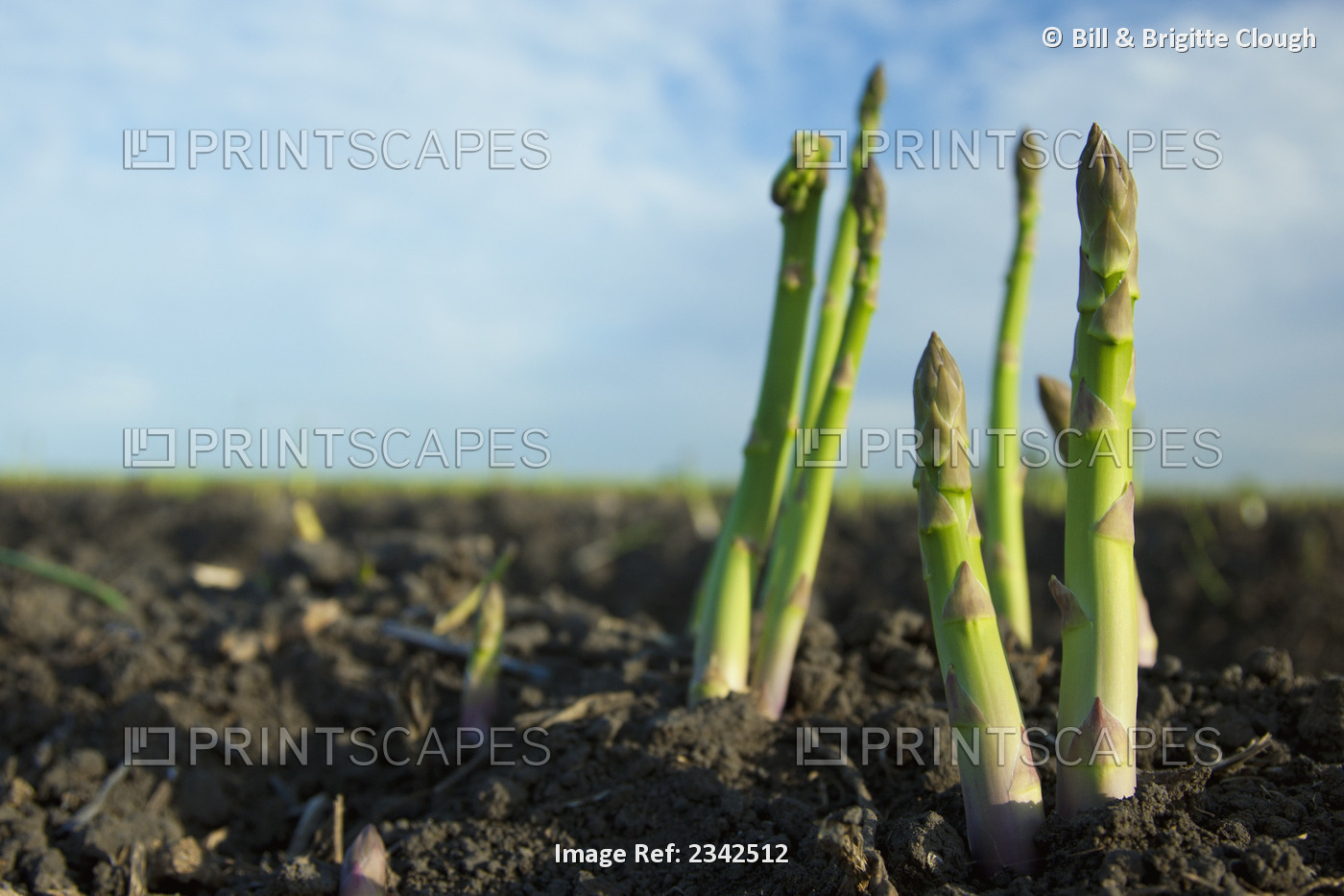 Agriculture - Harvest ready asparagus spears in the ground / near Tracy, San ...