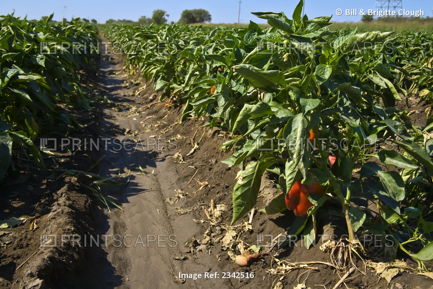 Agriculture - Rows of bell pepper plants with ripe red bell peppers on the ...