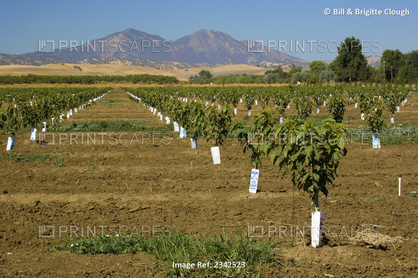 Agriculture - Orchard of immature cherry trees with Mt. Diablo in the ...