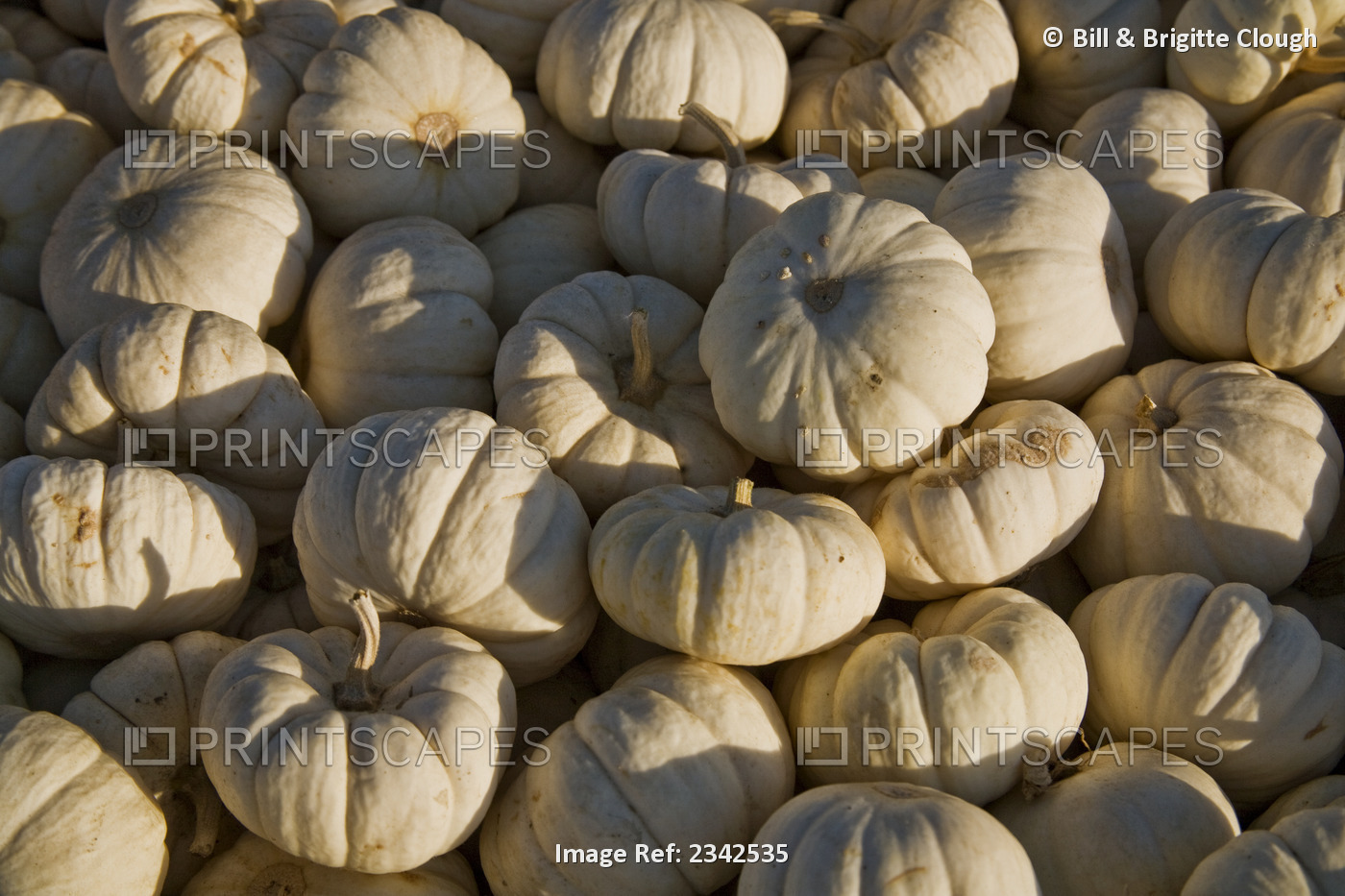 Agriculture - Harvested miniature white pumpkins, normally used for ornamental ...
