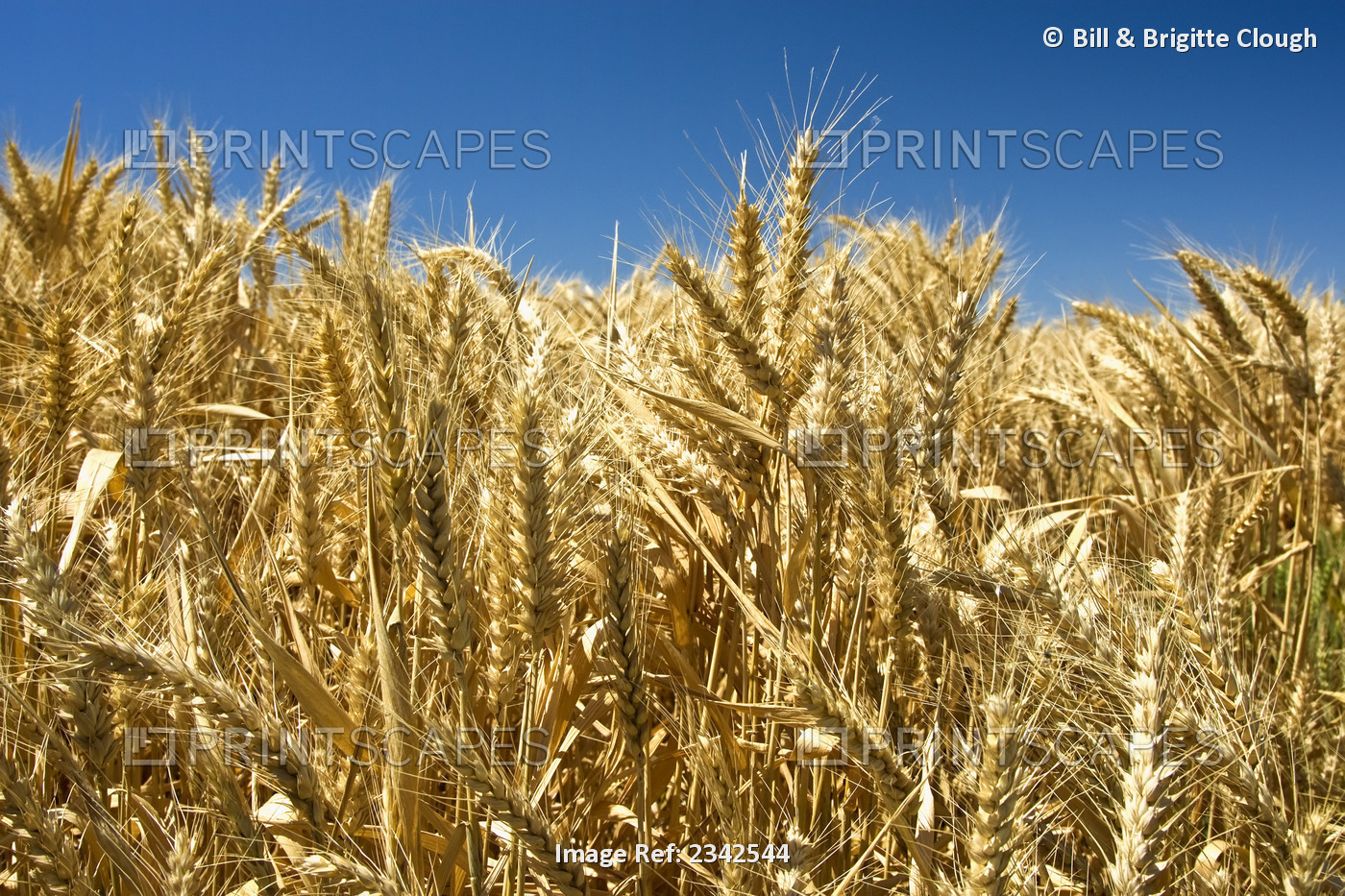 Agriculture - Closeup view of mature heads of bearded (awned) wheat / near ...