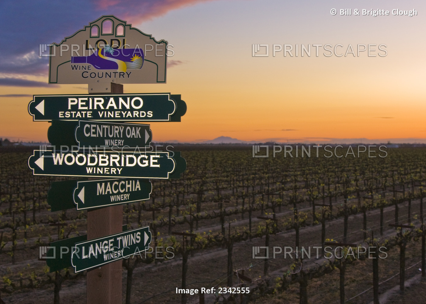 Agriculture - Lodi Wine Trail sign with a wine grape vineyard and colorful ...