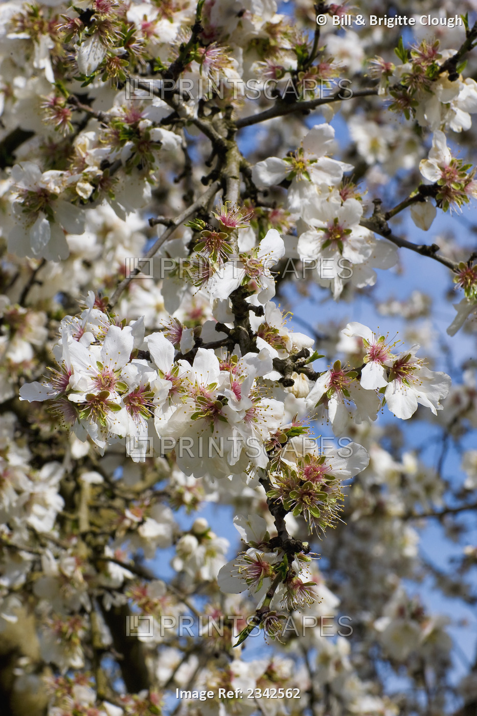 Agriculture - Closeup of almond blossoms at full bloom, petal fall stage / near ...