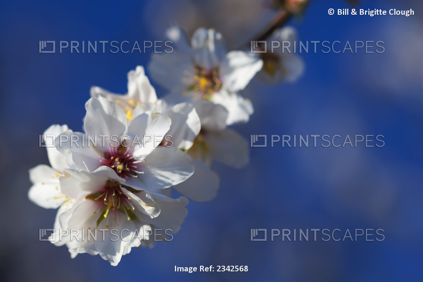 Agriculture - Closeup of almond blossoms at full bloom stage against a deep ...