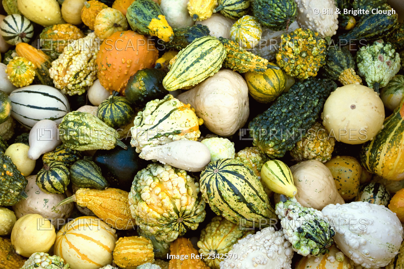 Agriculture - Grouping of mixed gourds / California, USA.
