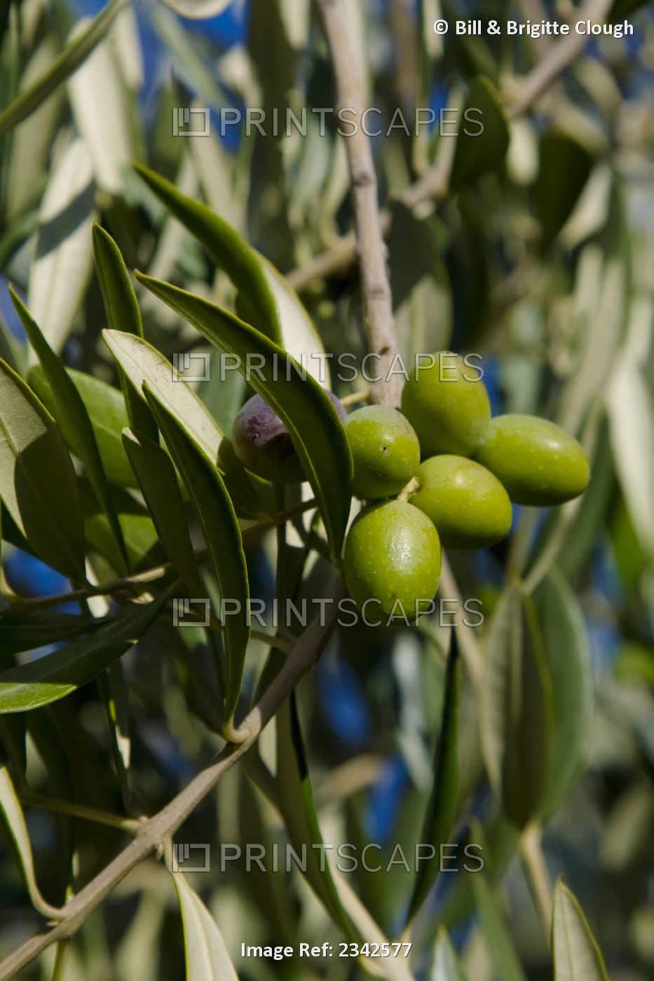 Agriculture - Green table olives ripening on the tree / near Corning, ...