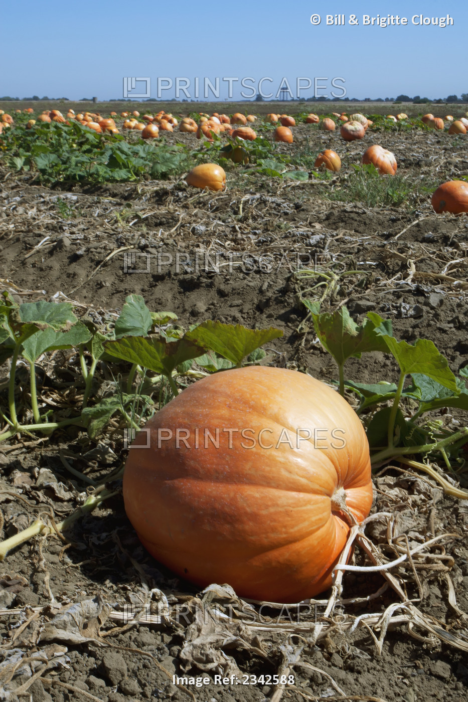 Agriculture - Field of mature giant pumpkins ready for harvest / Near Lathrop, ...