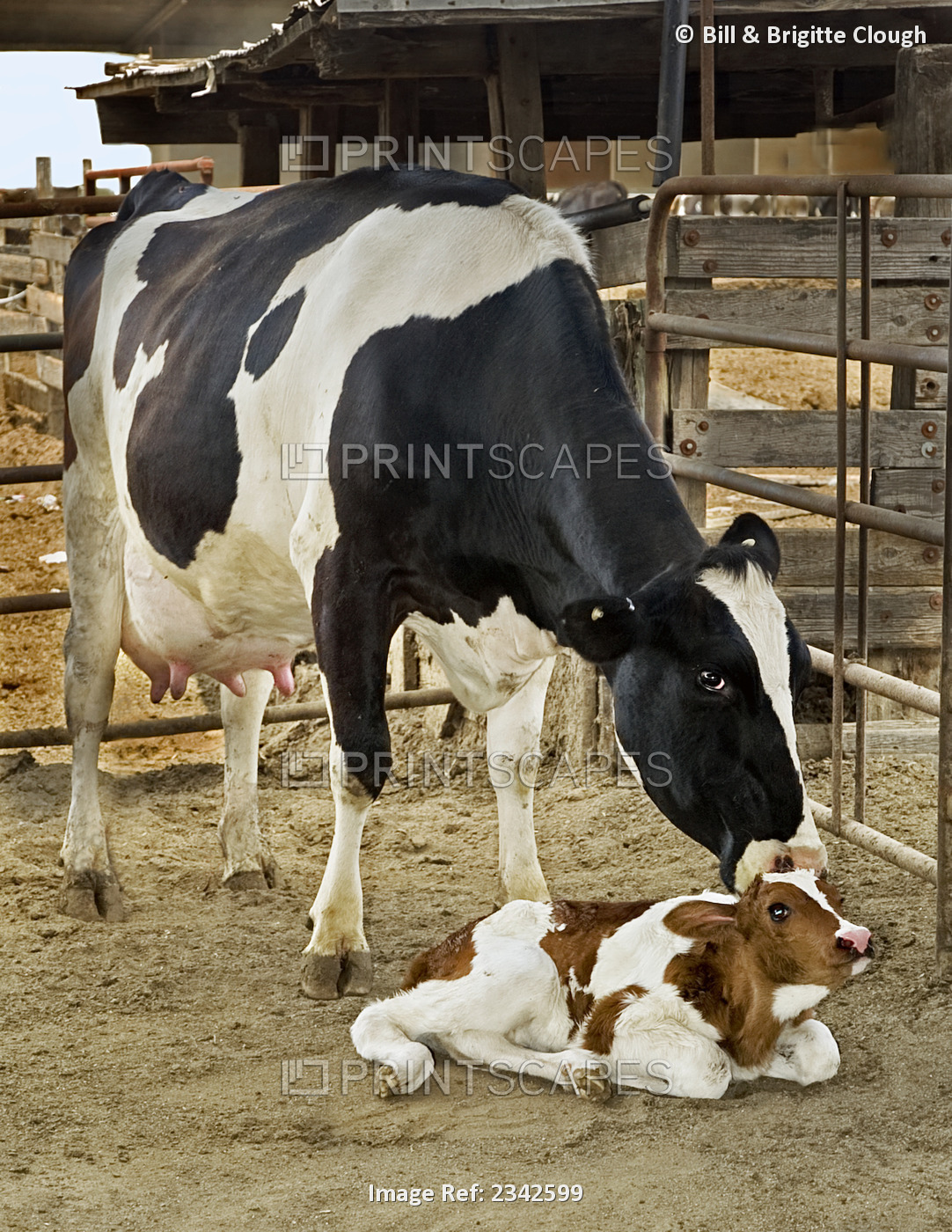 Livestock - A Holstein dairy cow inspects her newborn calf / near Tracy, ...