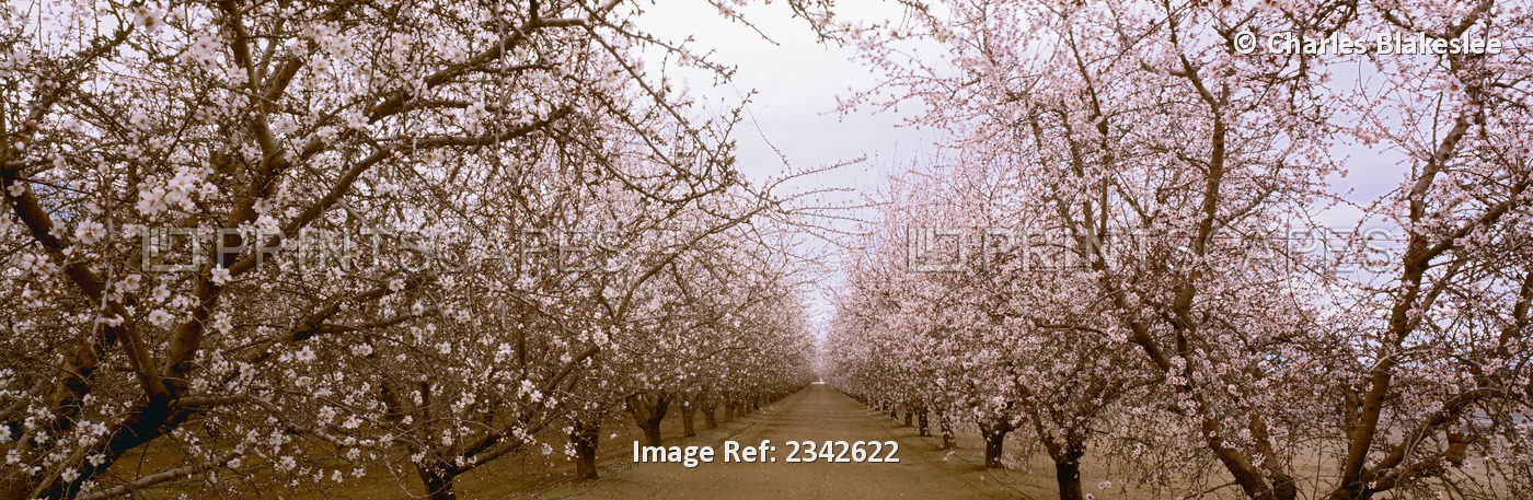 Agriculture - Almond orchard in bloom in late winter / Fresno County, San ...