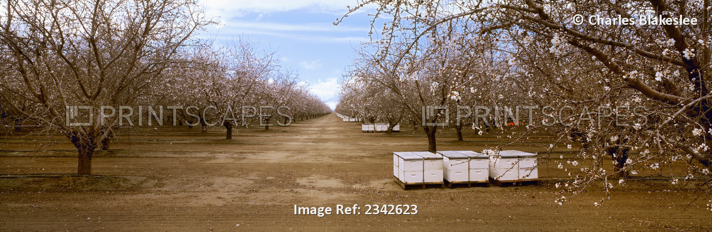 Agriculture - Almond orchard in bloom in late winter with bee hives / Fresno ...