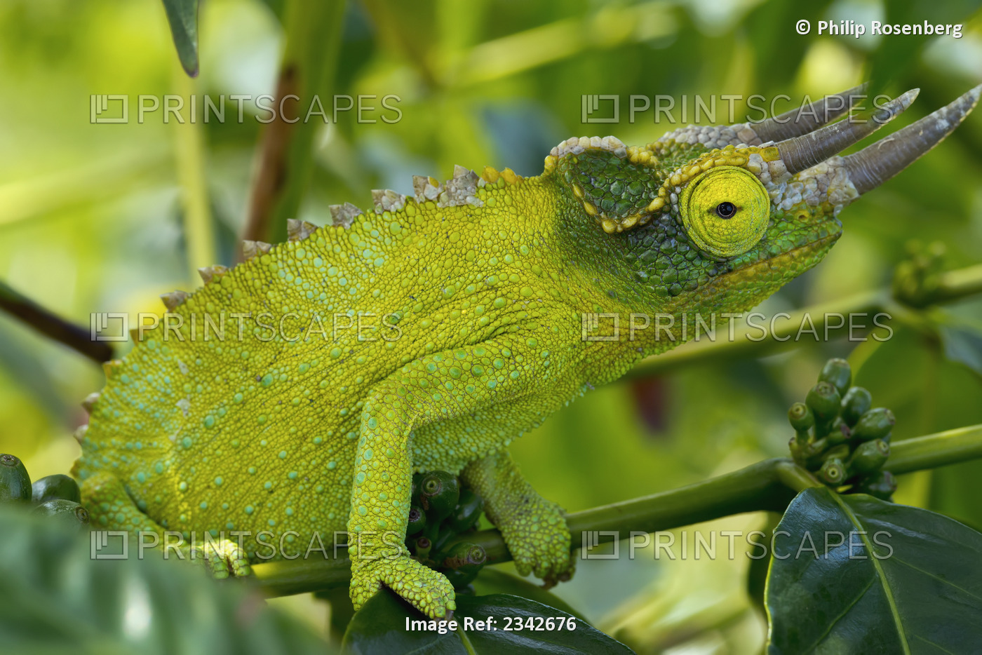 Jackson chameleon (trioceros jacksonii) hides in the coffee trees;Holualoa ...