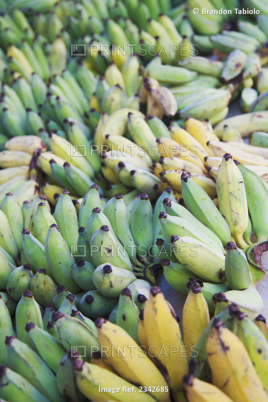 Bunches of apple bananas; Oahu hawaii united states of america