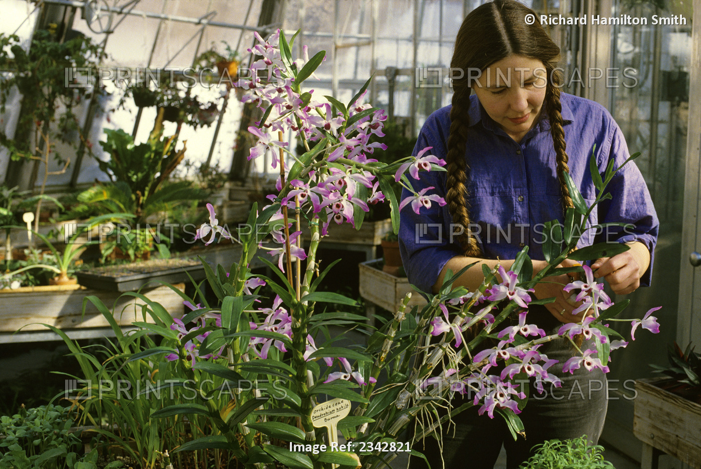 Agriculture - A university botanist tends to orchids in a horticulture and ...