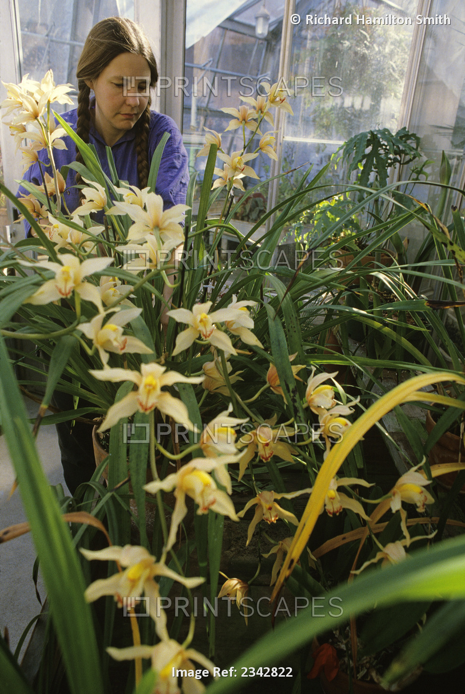 Agriculture - A university botanist tends to orchids in a horticulture and ...