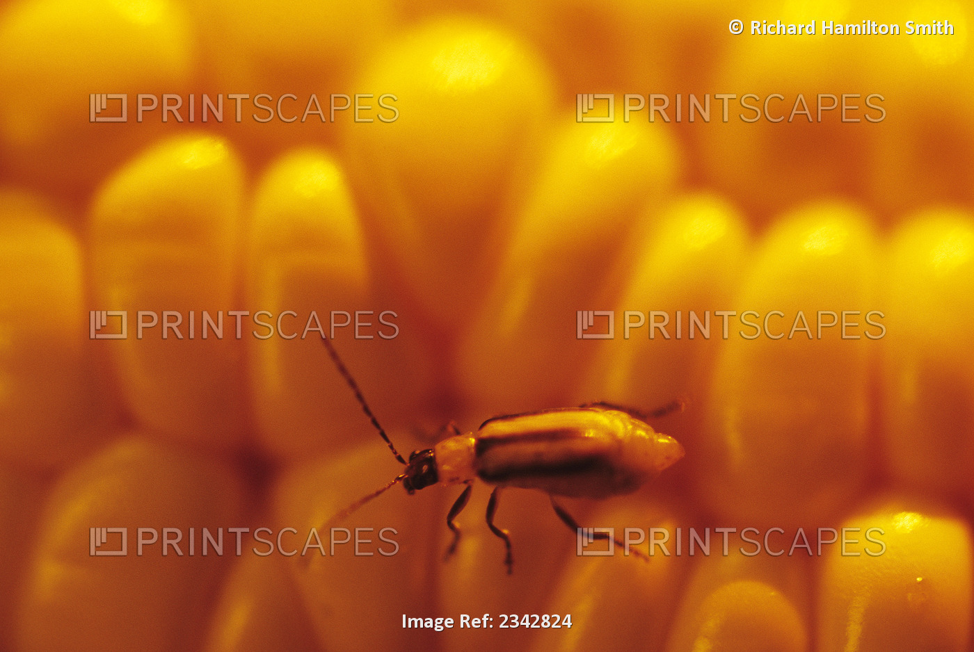 Agriculture - Pest Insect, dramatic view of an adult Western Corn Rootworm ...