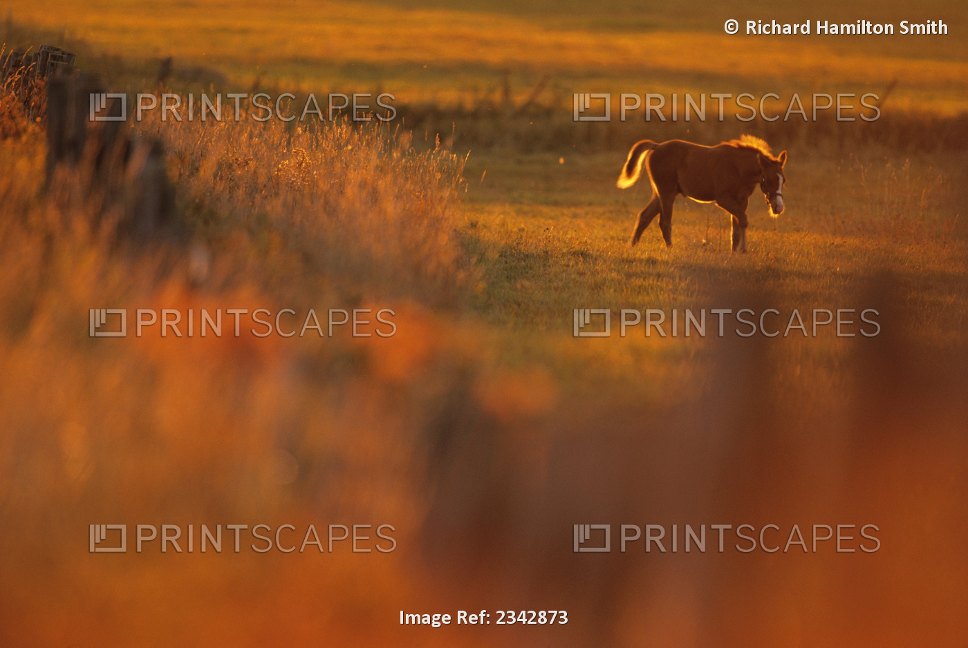 Livestock - A colt horse on a pasture at a horse farm / Douglas County, ...
