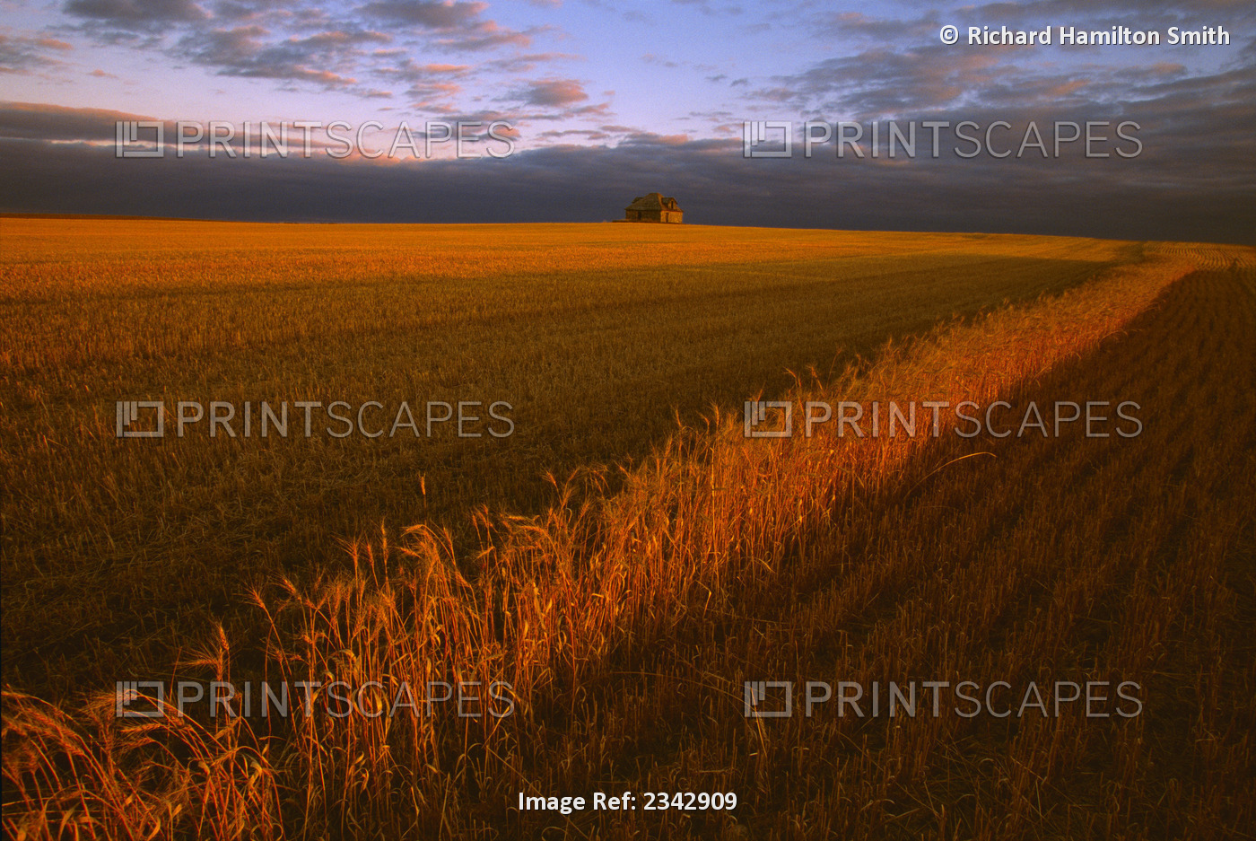 Agriculture - Stubble in a harvested wheat field, with one row of unharvested ...