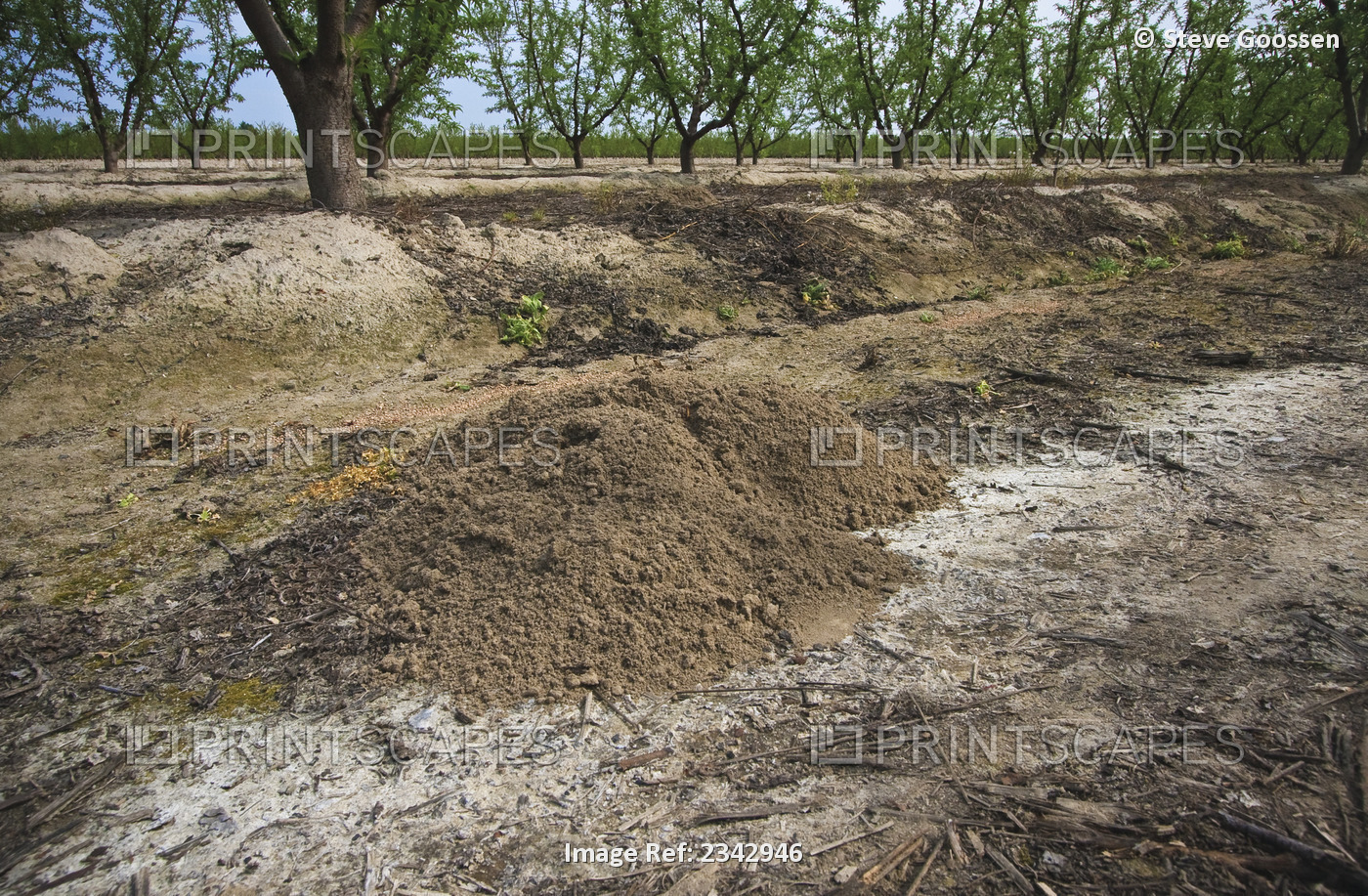 Agriculture - Gopher mounds in a stone fruit orchard. Gophers can damage the ...
