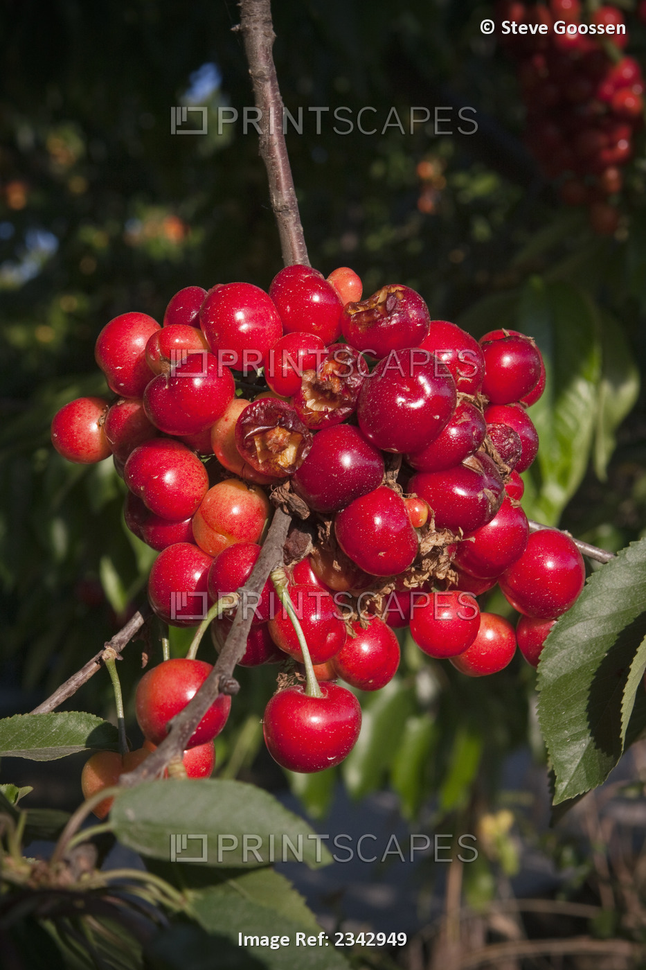 Agriculture - Ripe cherries on the tree showing extensive bird damage / near ...