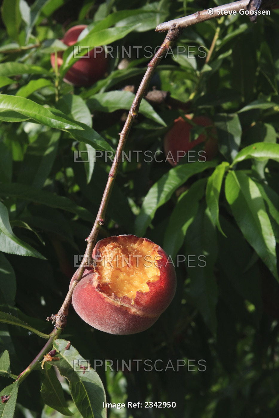 Agriculture - Bird damage to a ripe Queencrest peach on the tree / near Dinuba, ...