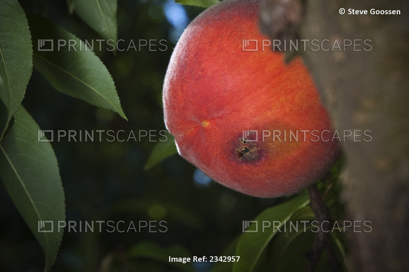 Agriculture - Peach Twig borer (Anarsia lineatella) damage to a ripe peach / ...