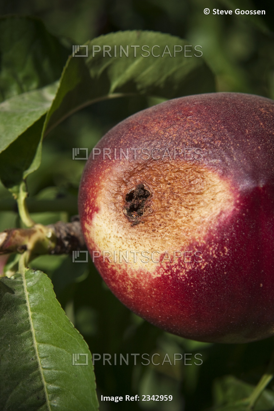 Agriculture - Closeup of Peach Twig Borer (Anarsia lineatella) damage on a ...