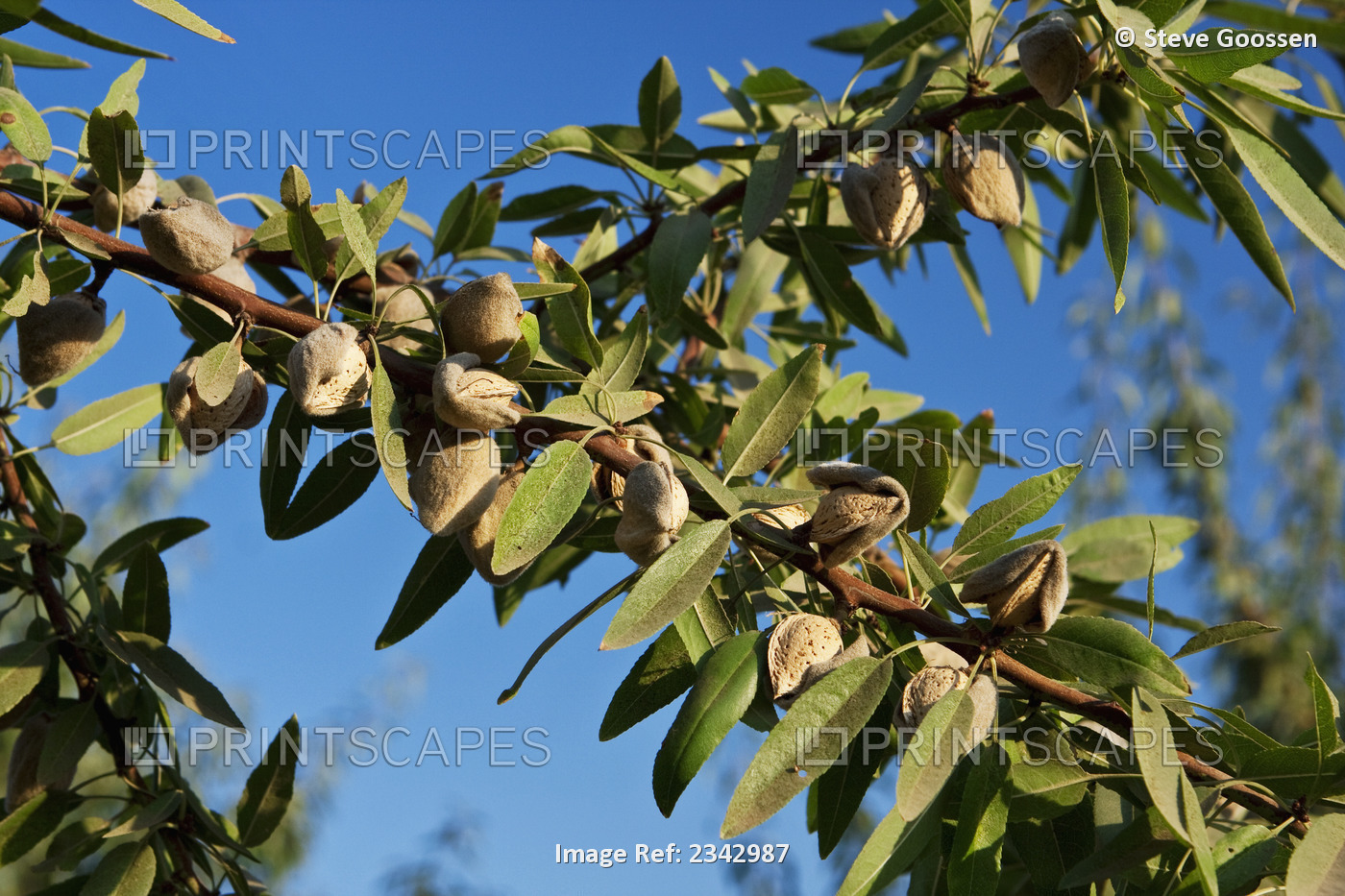 Agriculture - Closeup of mature almonds on the tree with hulls cracked open and ...
