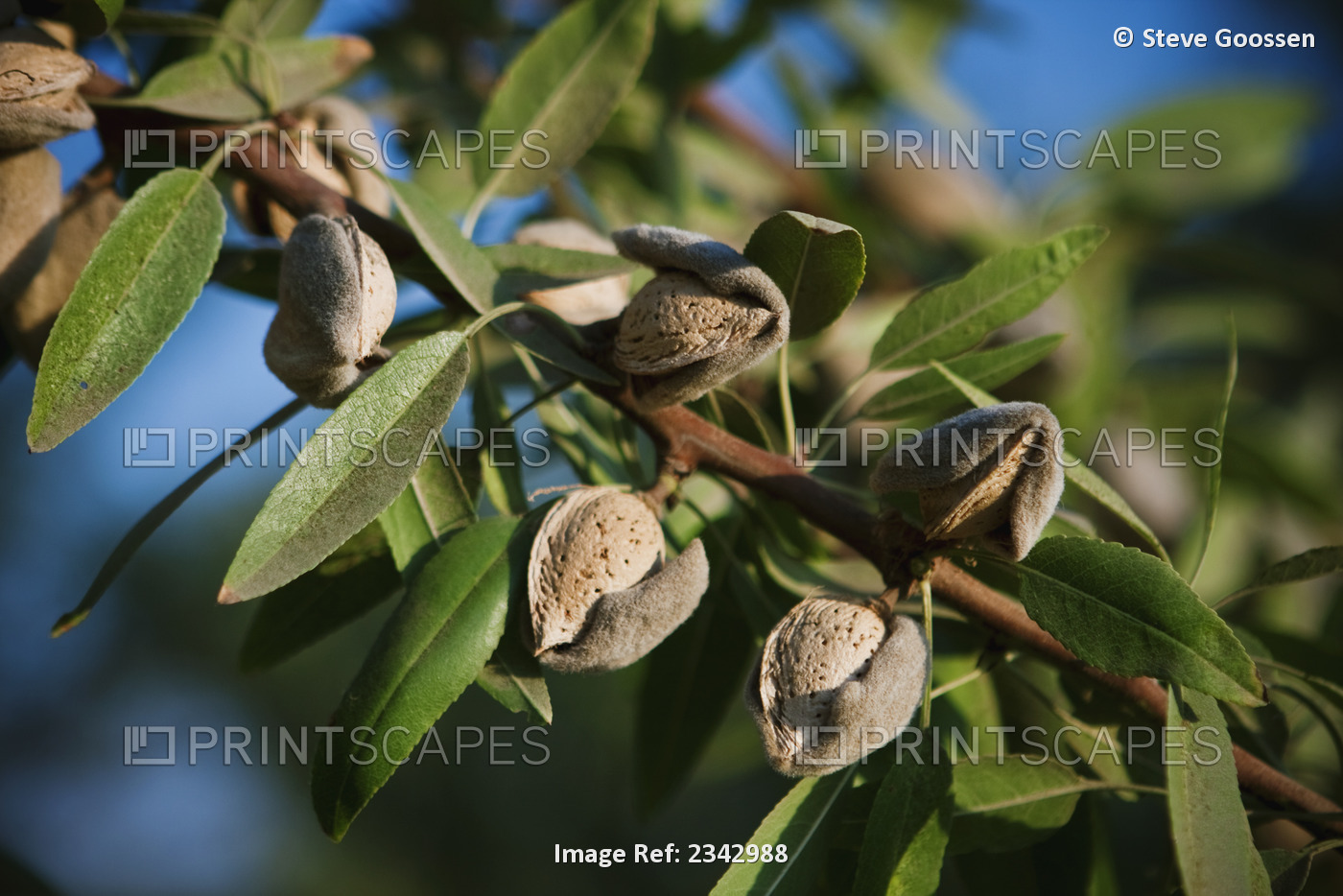 Agriculture - Close-up of mature almonds on the tree with hulls cracked open ...