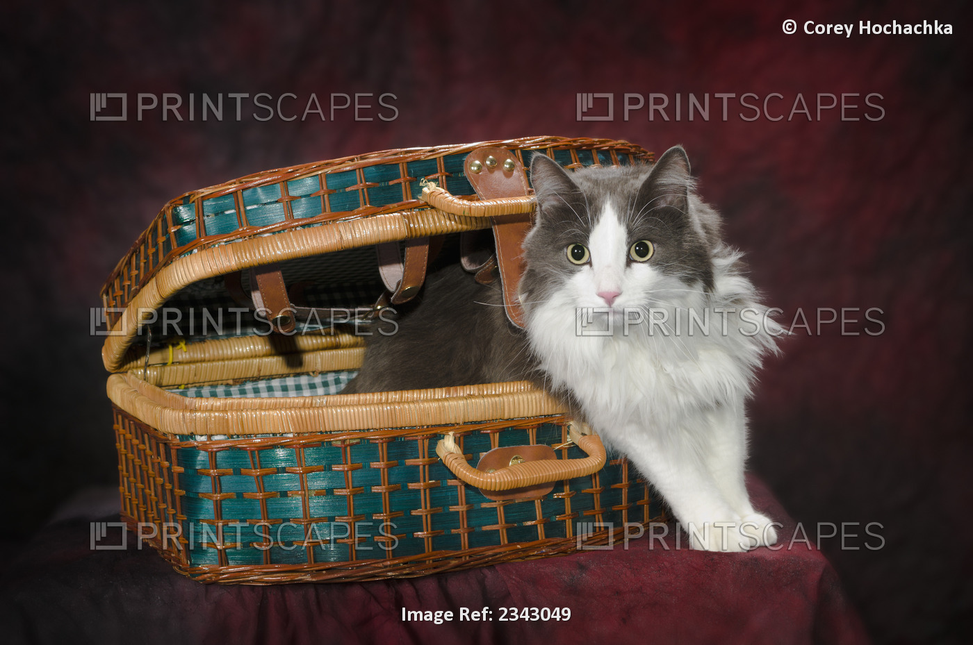 Portrait of a cat in a basket;St. albert alberta canada
