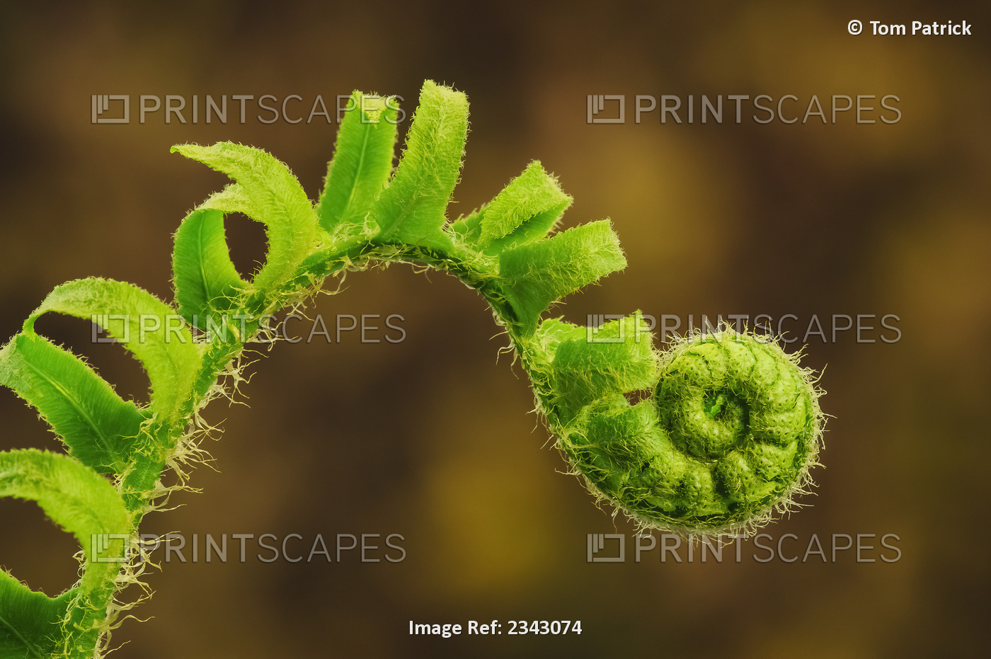 Close up of a fern opening a new leaf in springtime;Ohio united states of ...