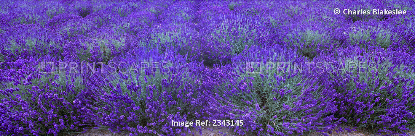 Agriculture - Mature Lavender in the field in mid summer / near Sequim, Clallam ...