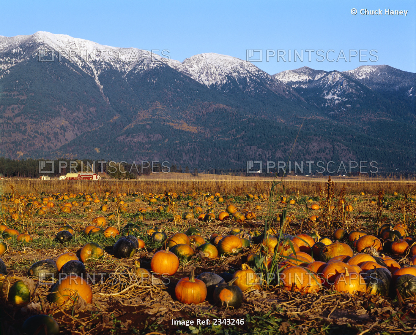 Agriculture - Pumpkin patch in Autumn with the Swan Mountains in the background ...