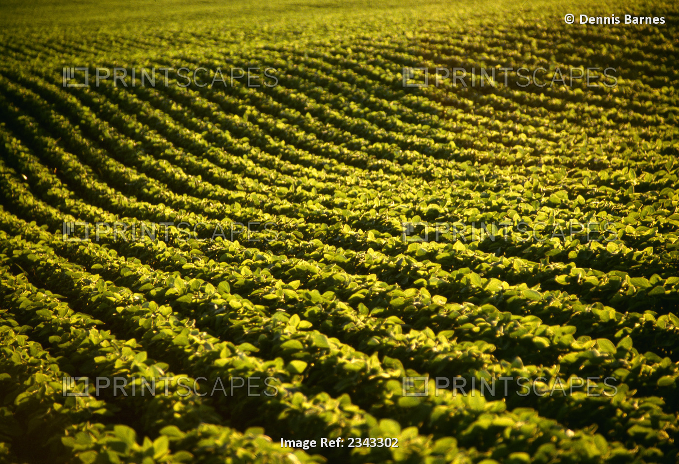 Agriculture - Soybeans, mid-growth stage / Ohio, USA.