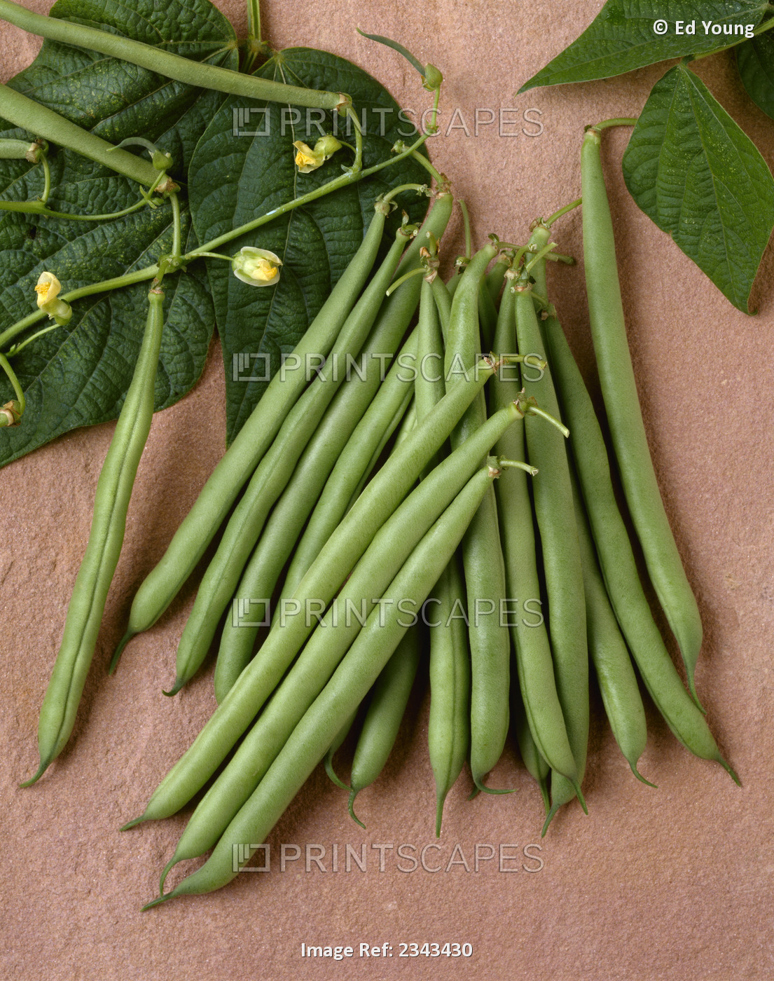 Agriculture - Green Beans On Stone; Rhapsody Variety, Studio.