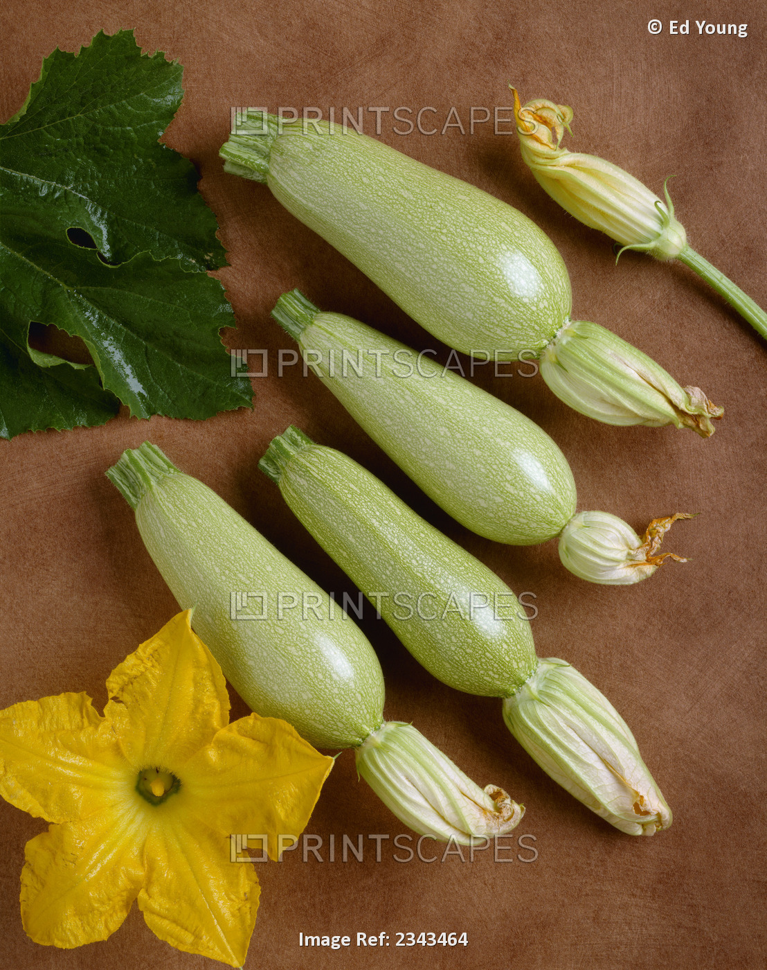 Agriculture - Grey Zucchini On A Copper Surface; Variety Anita Type, Studio.