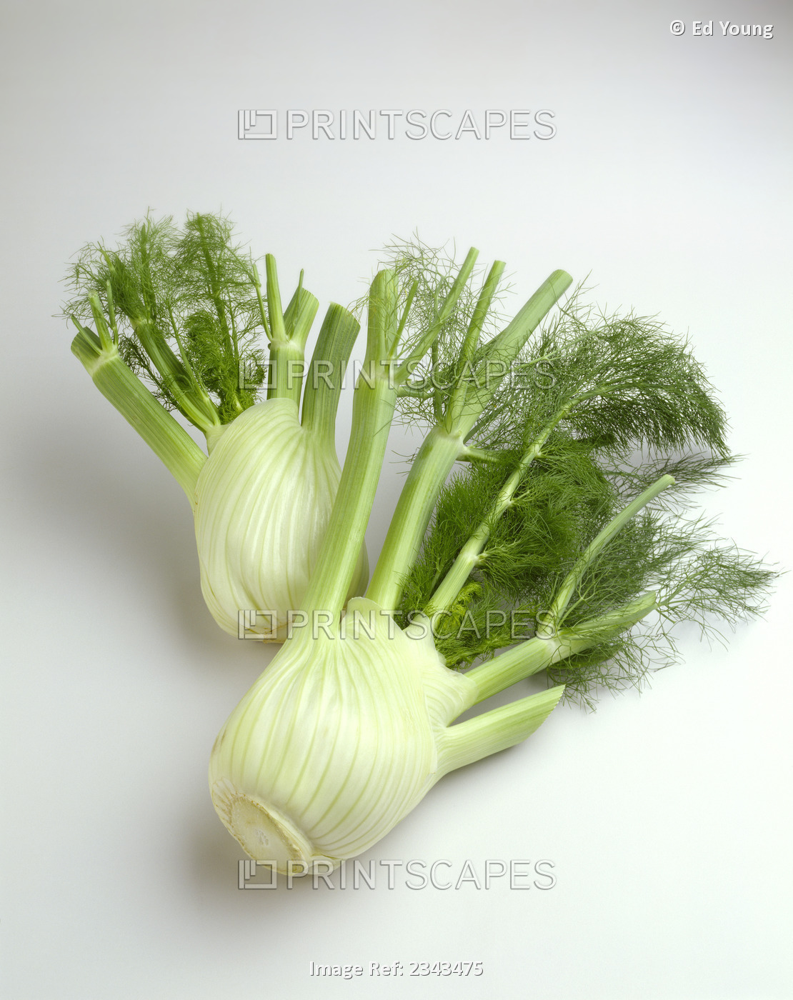Agriculture - Fennel, on white.