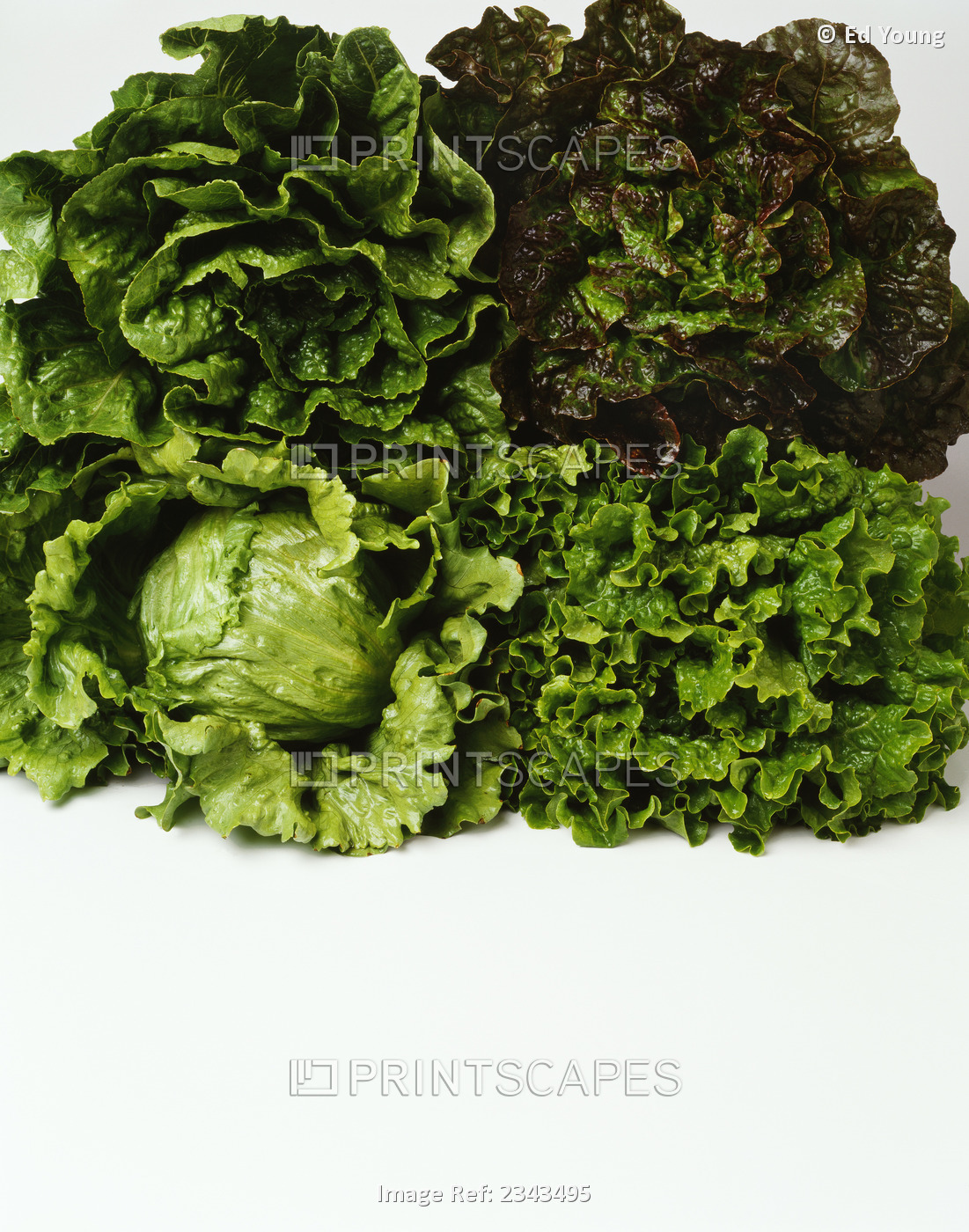 Agriculture - Heads of Romaine, red leaf, Iceberg and green leaf lettuce ...