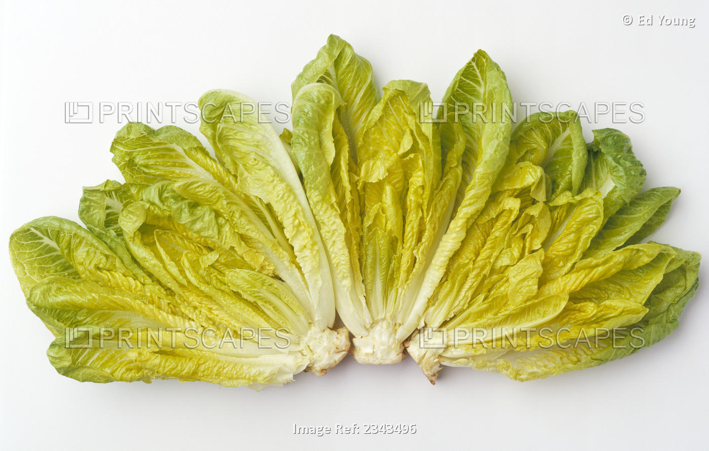Agriculture - Romaine lettuce hearts fanned out on a white surface, studio.