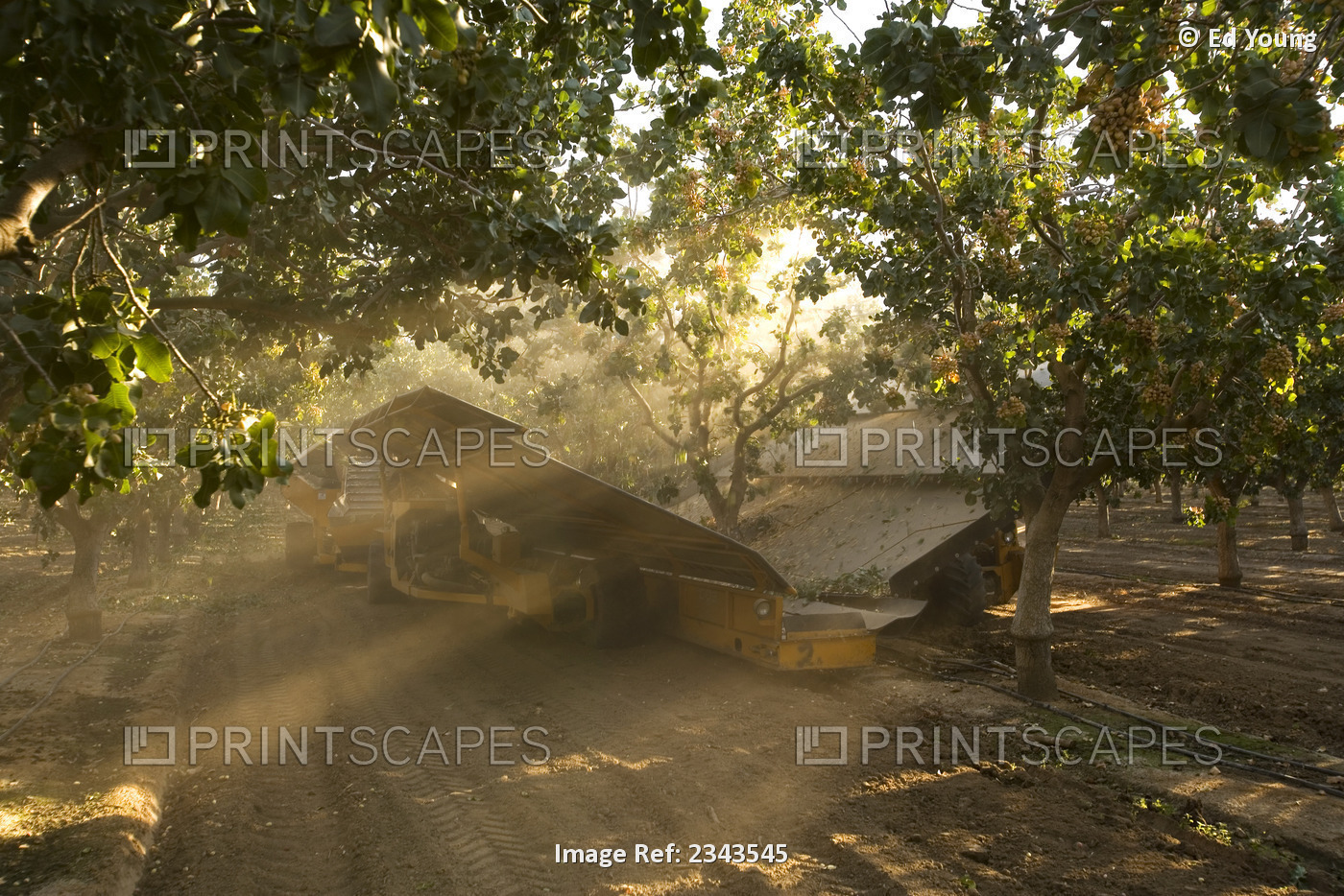 Agriculture - Pistachio harvesting; a mechanical shaker removes the nuts from ...