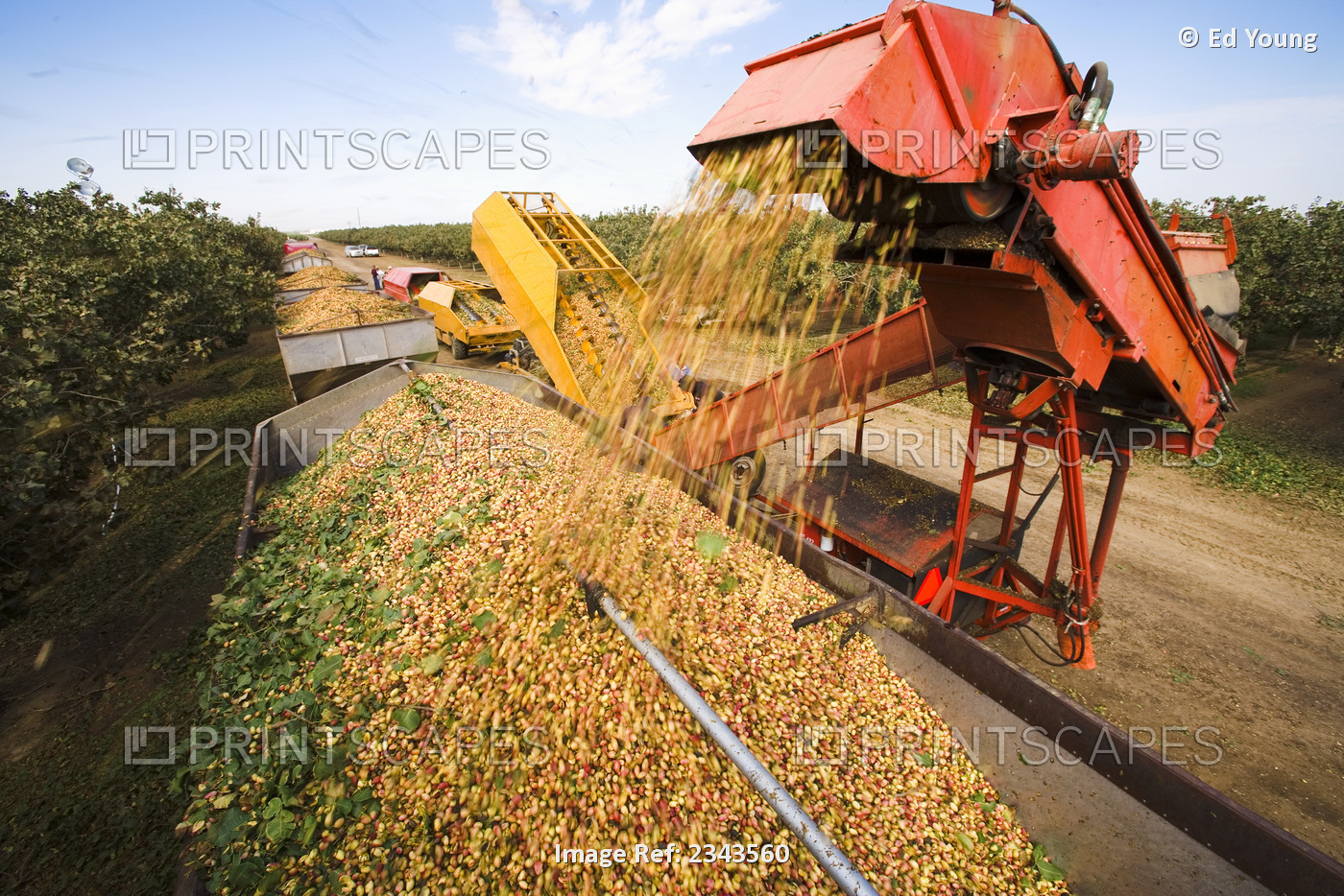 Agriculture - Pistachio harvesting; freshly harvested pistachios are unloaded ...